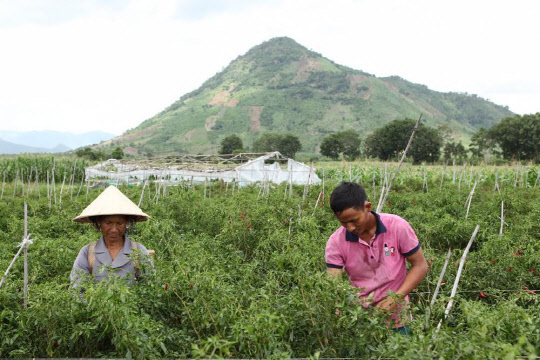CJ그룹이 미국 경제전문지 포춘이 선정하는 '세상을 바꿀 주목할 만한 혁신기업' 7곳 중 아시아 지역에서 유일하게 뽑혔다고 25일 밝혔다. 베트남 농가 프로젝트 '한국국제협력단(KOICA)-CJ 베트남 새마을 CSV(공유가치창출)' 사업 대상 지역인 베트남 닌투언성 마을 주민이 농사를 짓고 있는 모습.  CJ그룹 제공